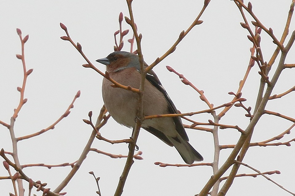 Common Chaffinch - ML595642211