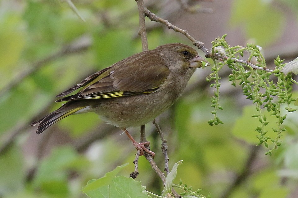 European Greenfinch - Brano Kovačević