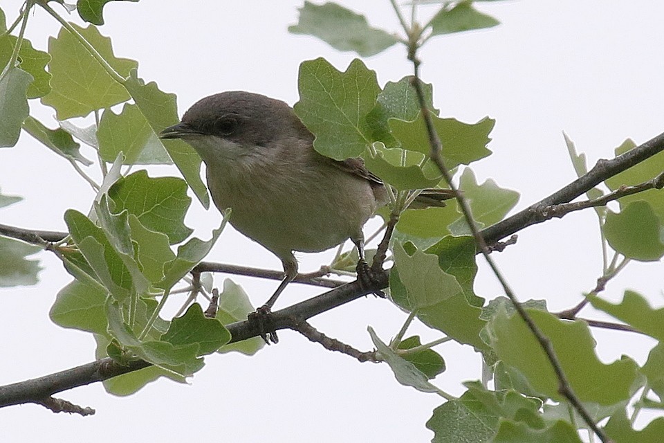 Lesser Whitethroat - ML595642421