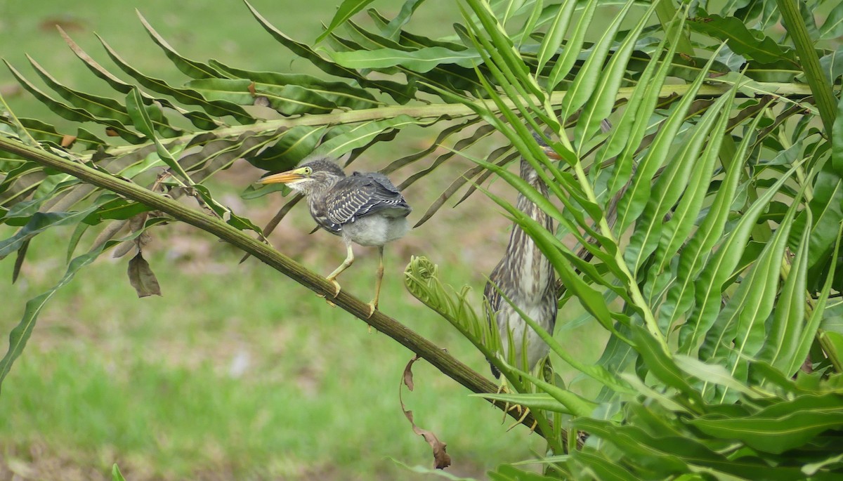 Striated Heron - ML595642501