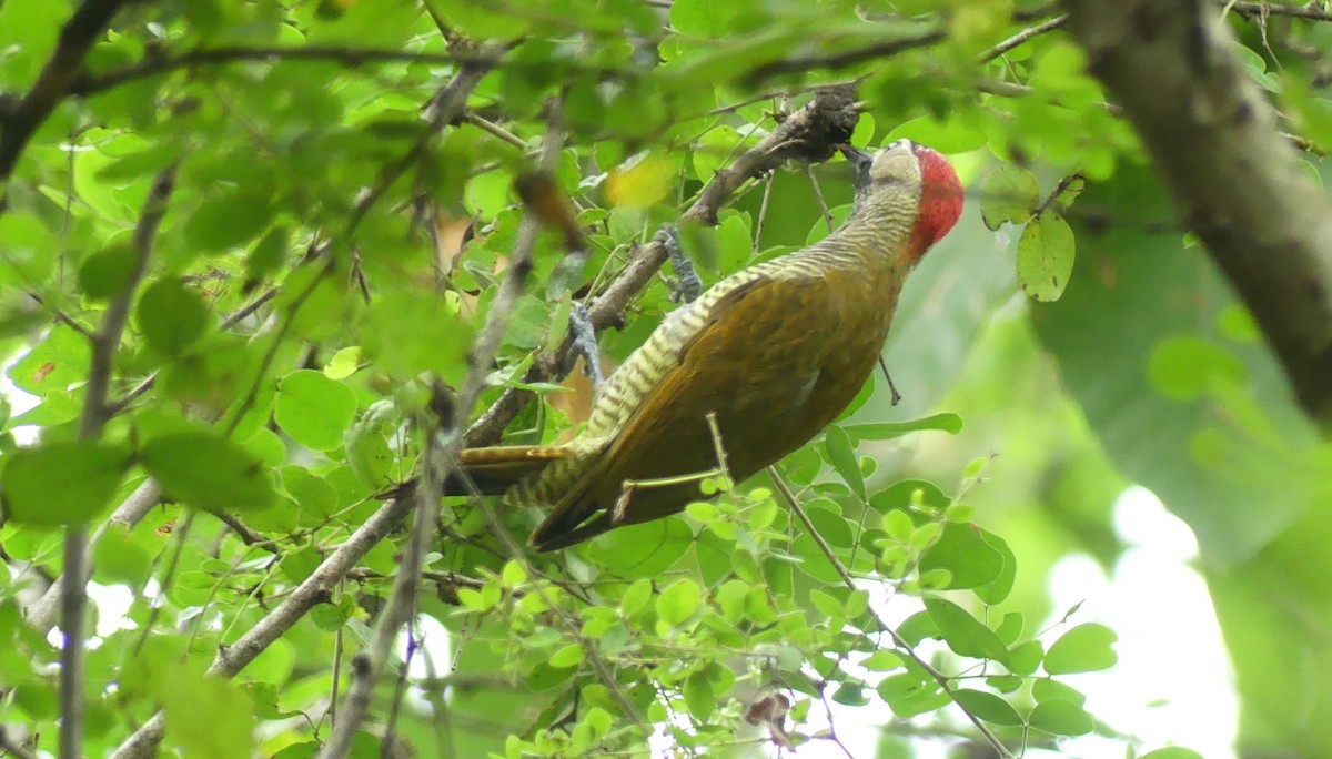 Golden-olive Woodpecker - ML595642631
