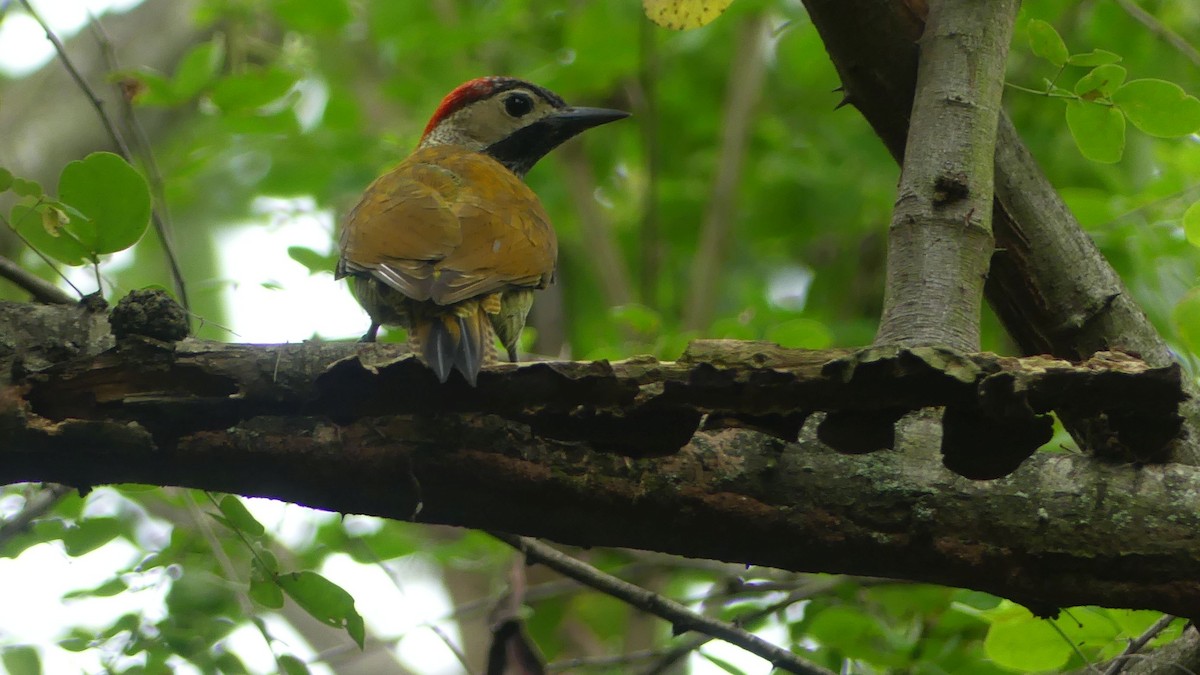 Golden-olive Woodpecker - ML595642651