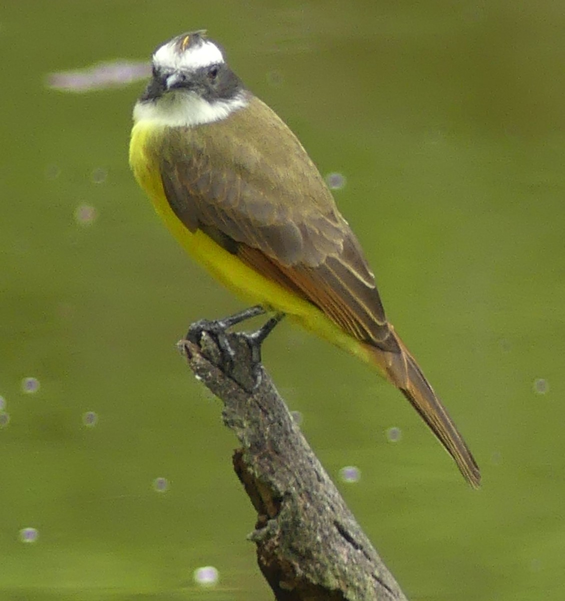 Rusty-margined Flycatcher - Lisa Brunetti