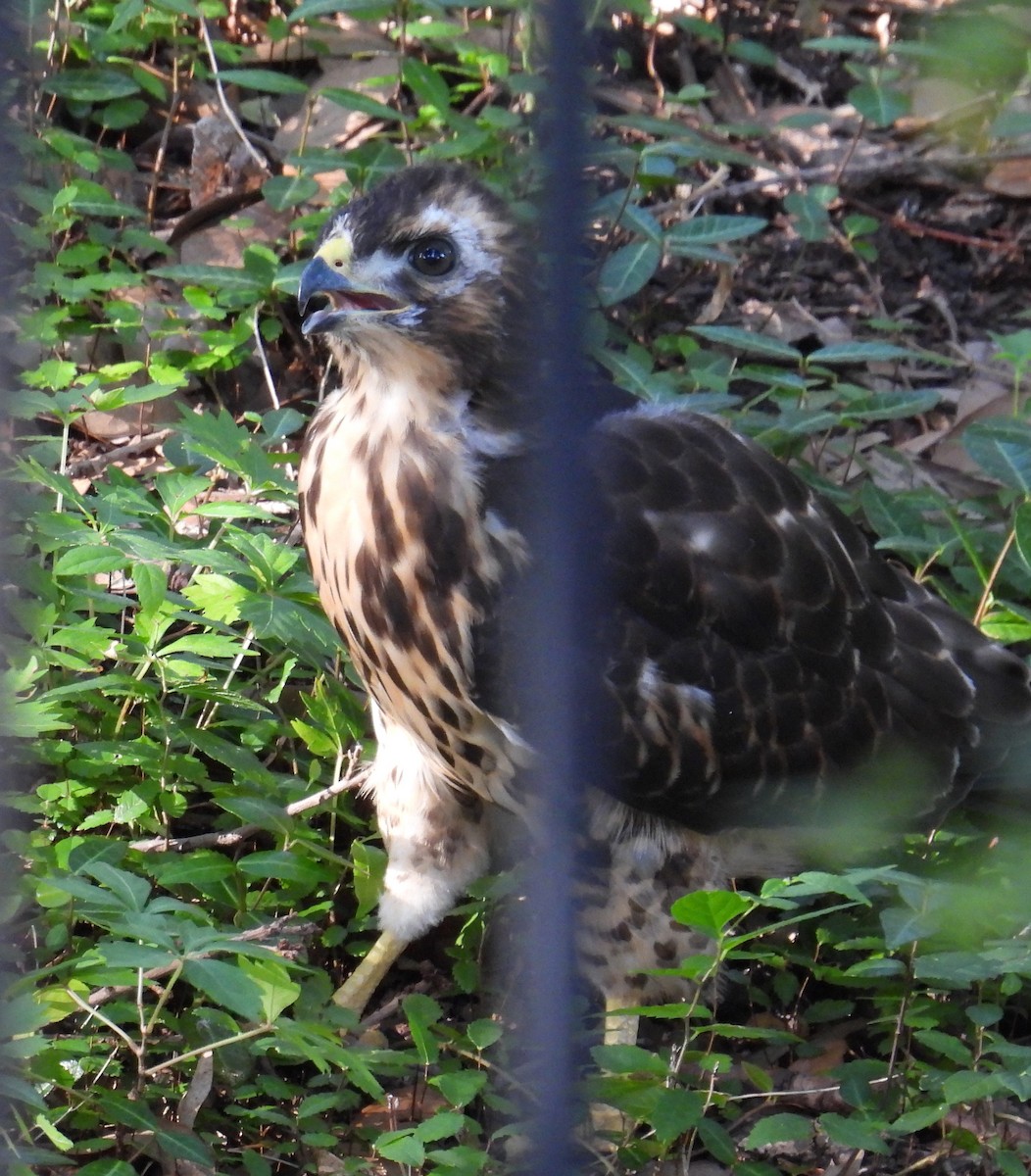 Broad-winged Hawk - ML595643201