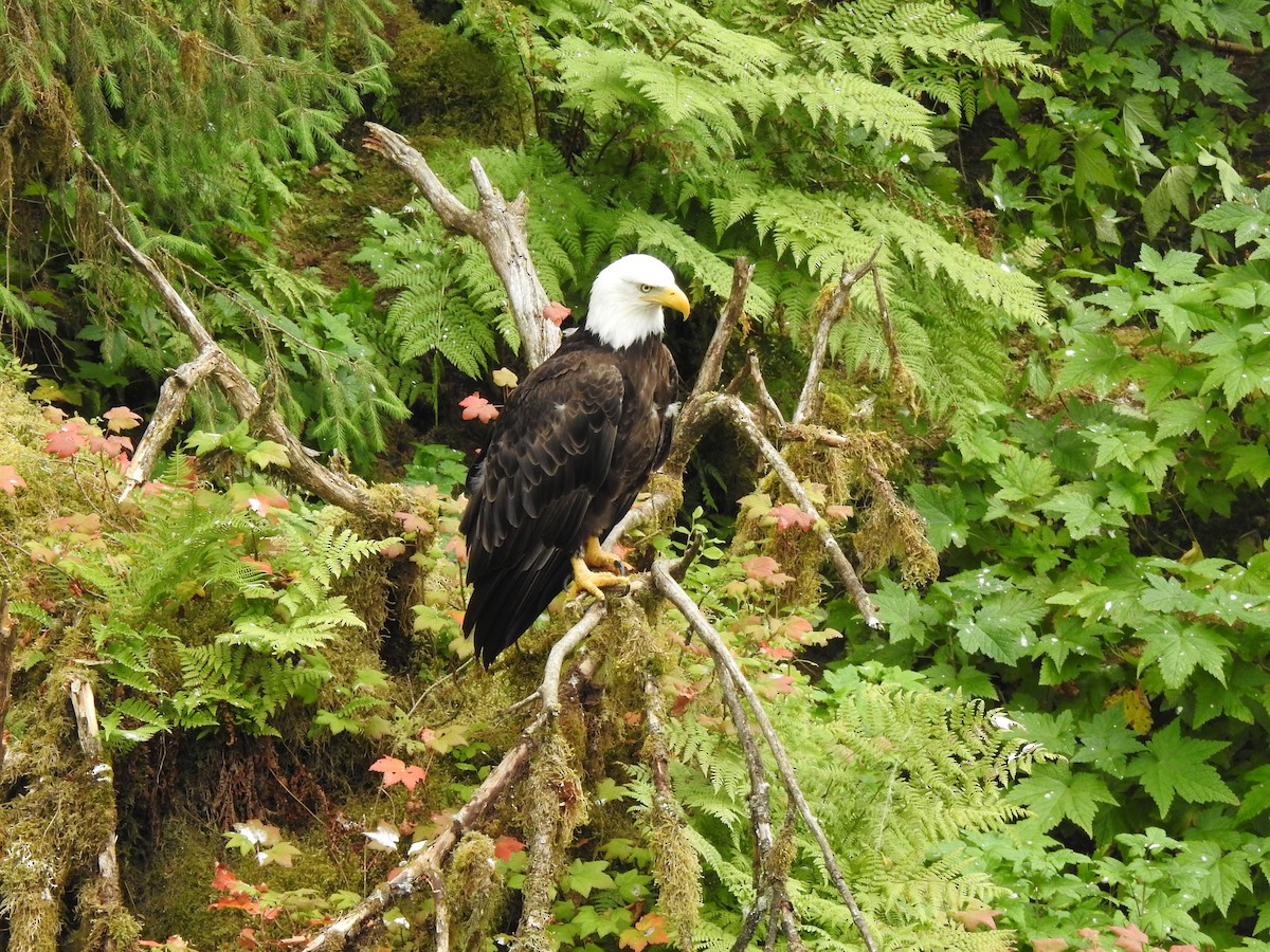 Bald Eagle - ML595643291