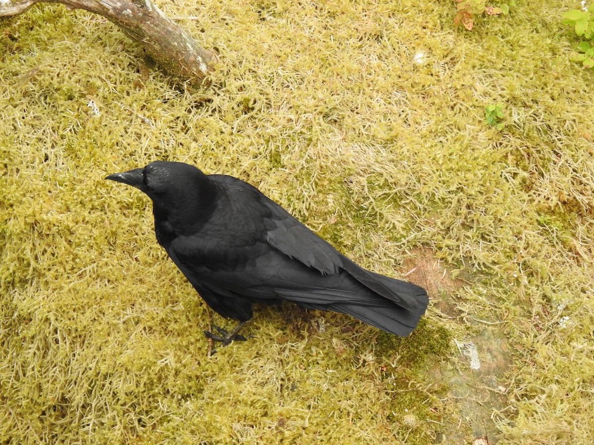 American Crow - ML595643311