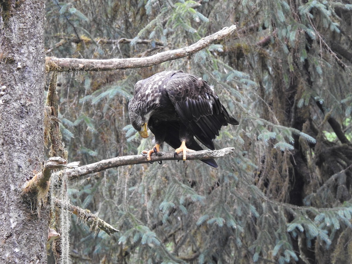 Bald Eagle - ML595643431