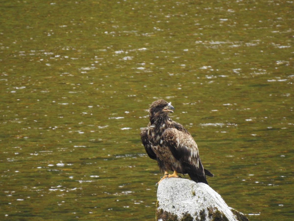 Bald Eagle - ML595643451