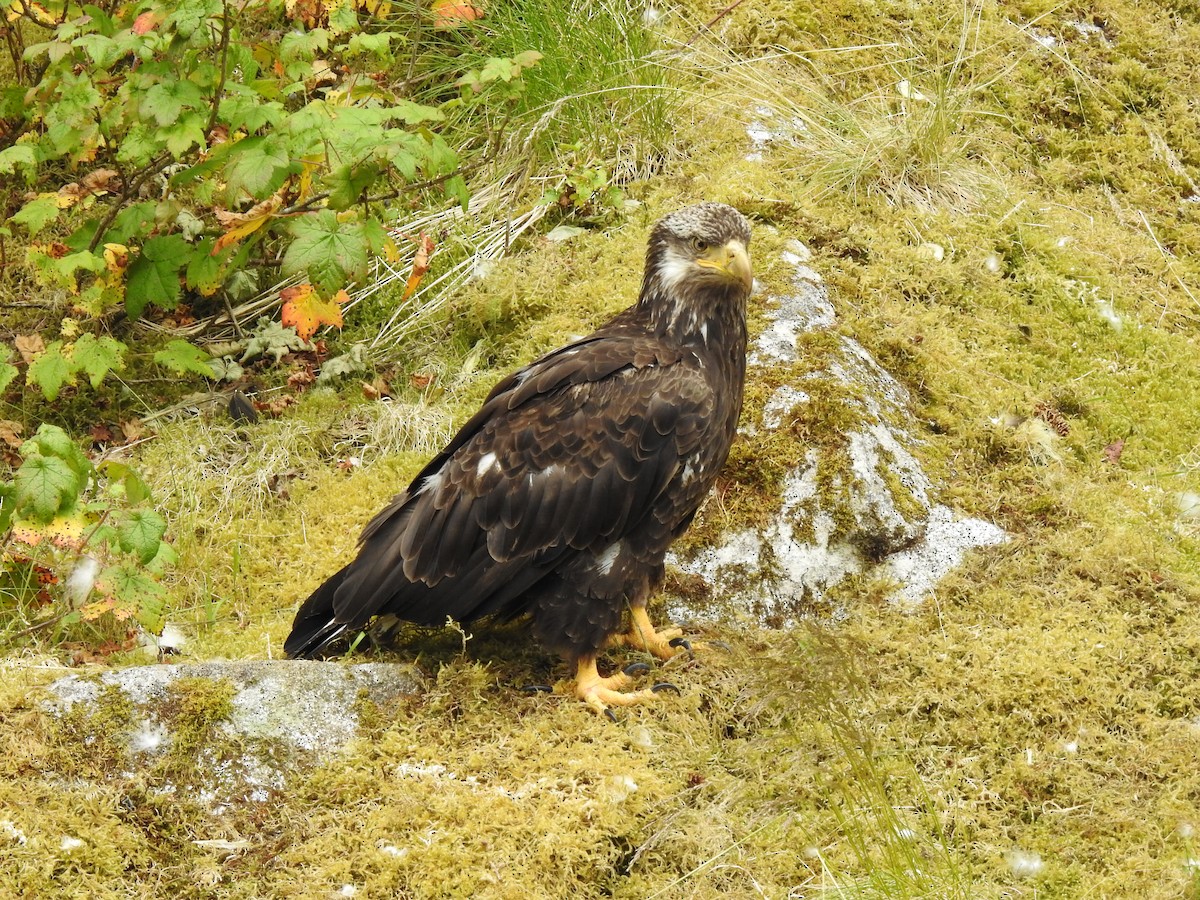 Bald Eagle - ML595643531