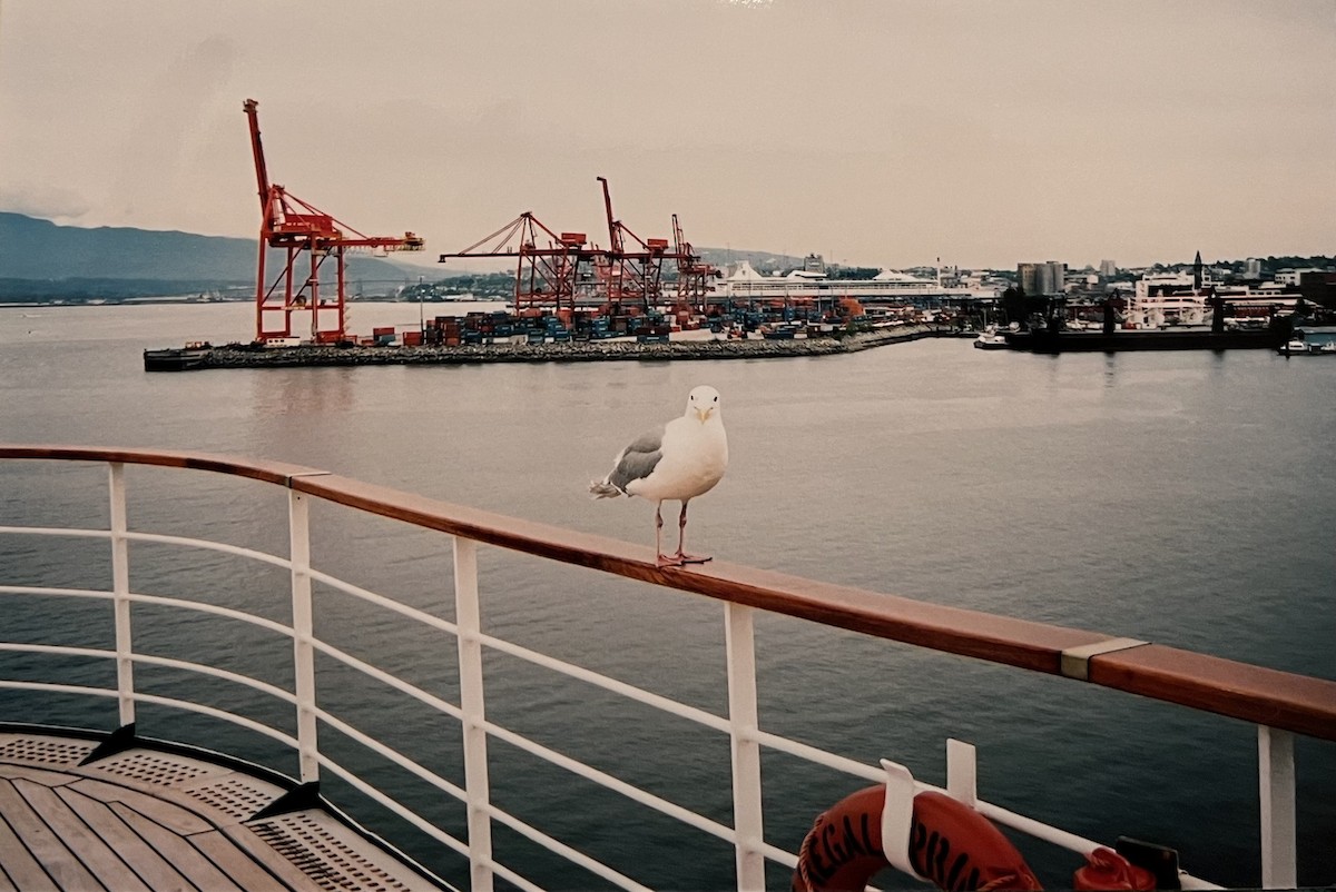 Glaucous-winged Gull - ML595643581