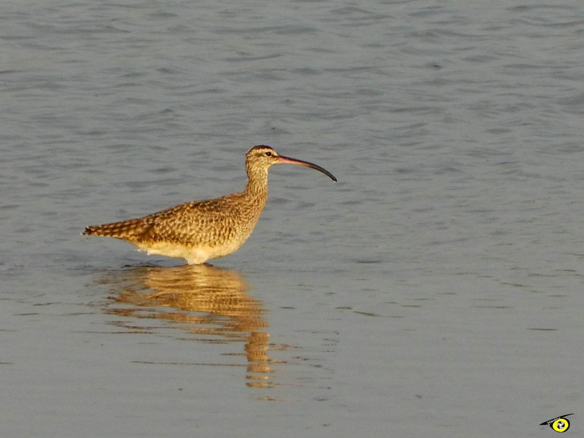 Whimbrel - ML595644011