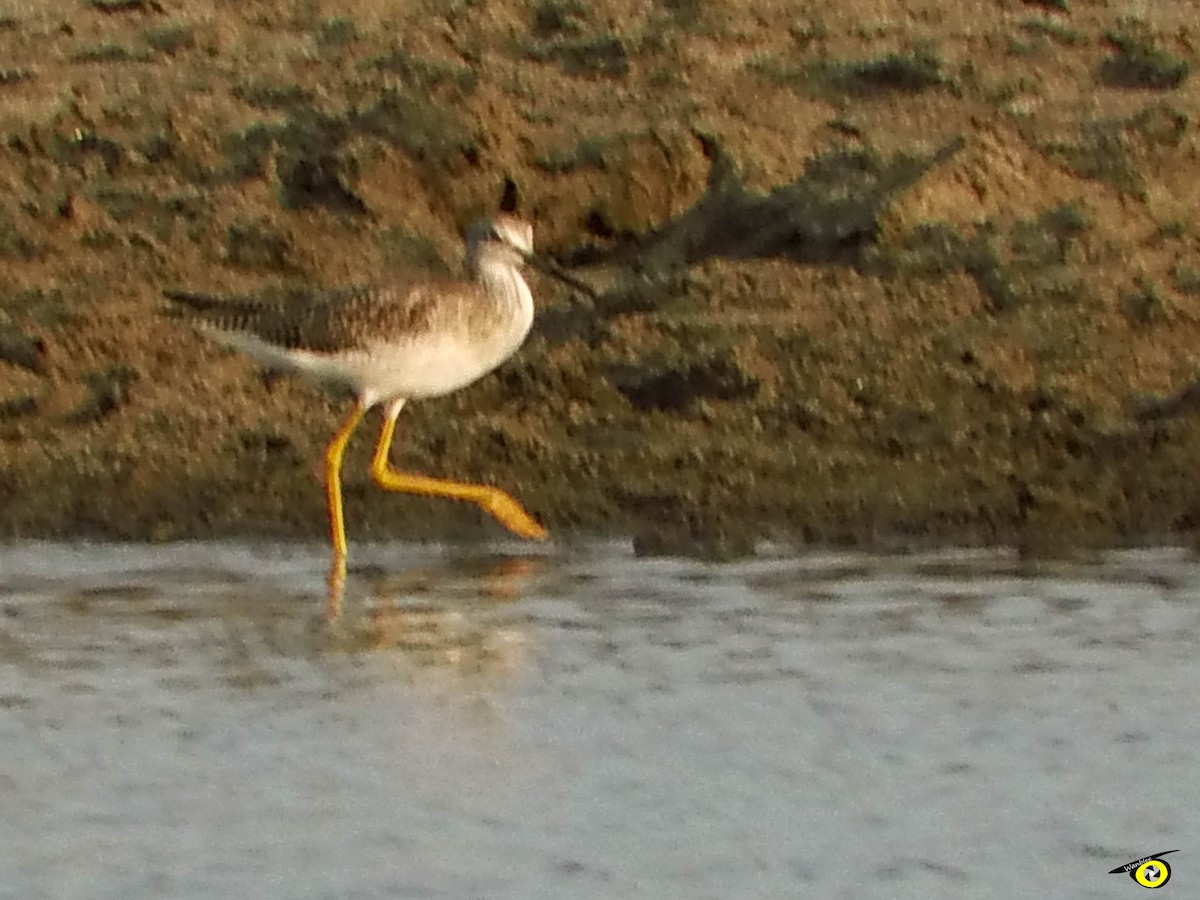 Greater Yellowlegs - ML595644201