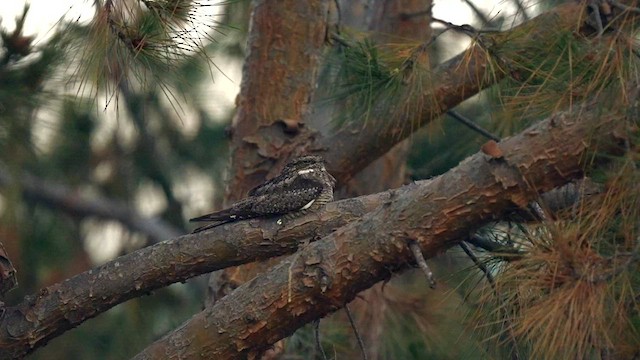 Lesser Nighthawk - ML595644451