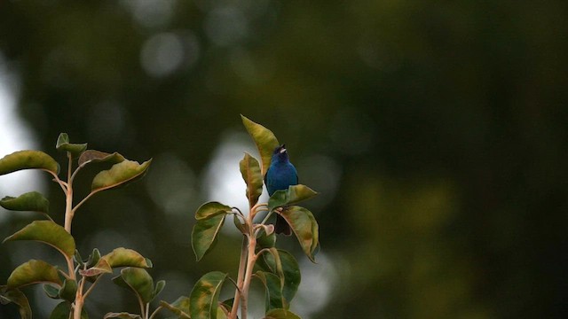 Indigo Bunting - ML595644971