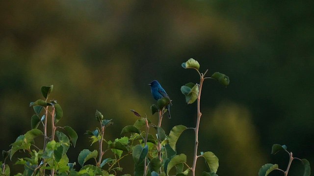 Indigo Bunting - ML595644981