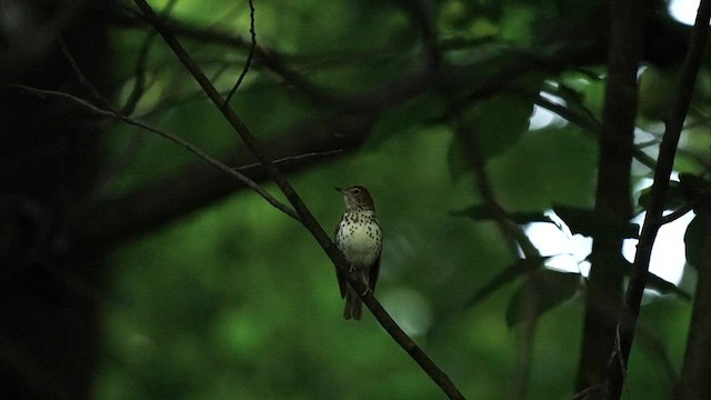 Wood Thrush - ML595645191