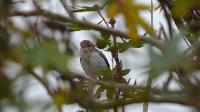 Braunaugenvireo - ML595645431