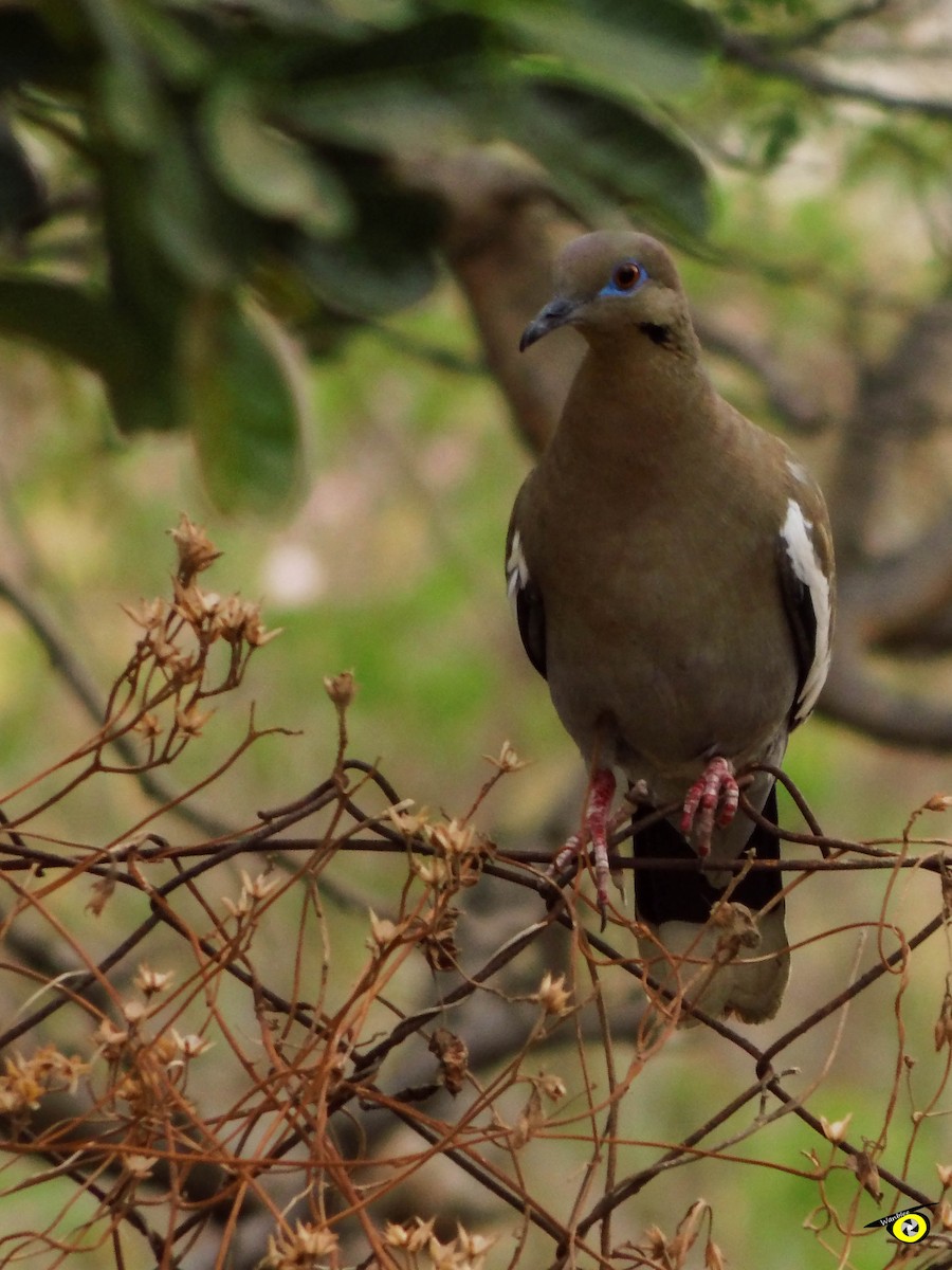 White-winged Dove - ML595645471