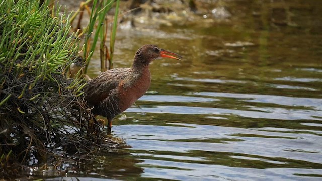 Ridgway's Rail - ML595645701