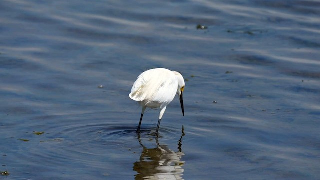 Snowy Egret - ML595645711