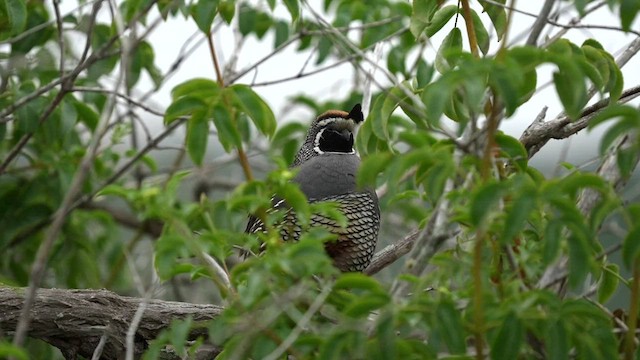 California Quail - ML595645961