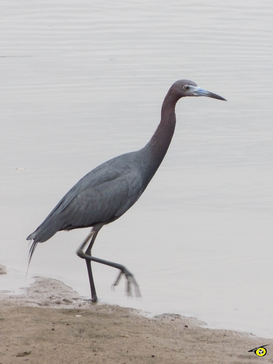 Little Blue Heron - ML595646091