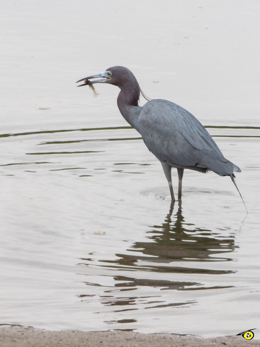 Little Blue Heron - ML595646101