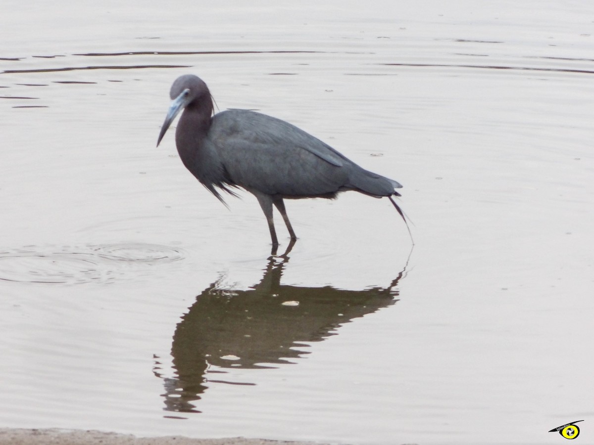 Little Blue Heron - ML595646111