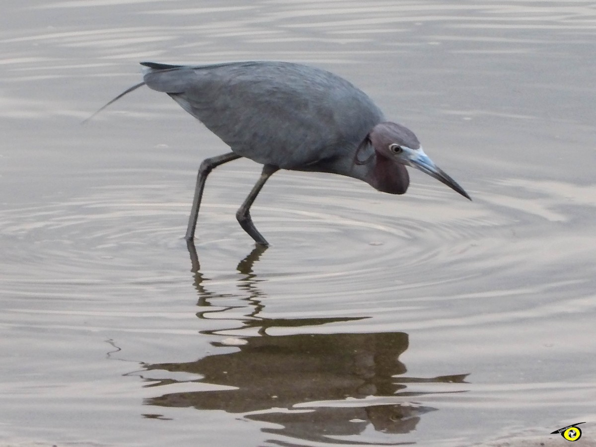 Little Blue Heron - ML595646151