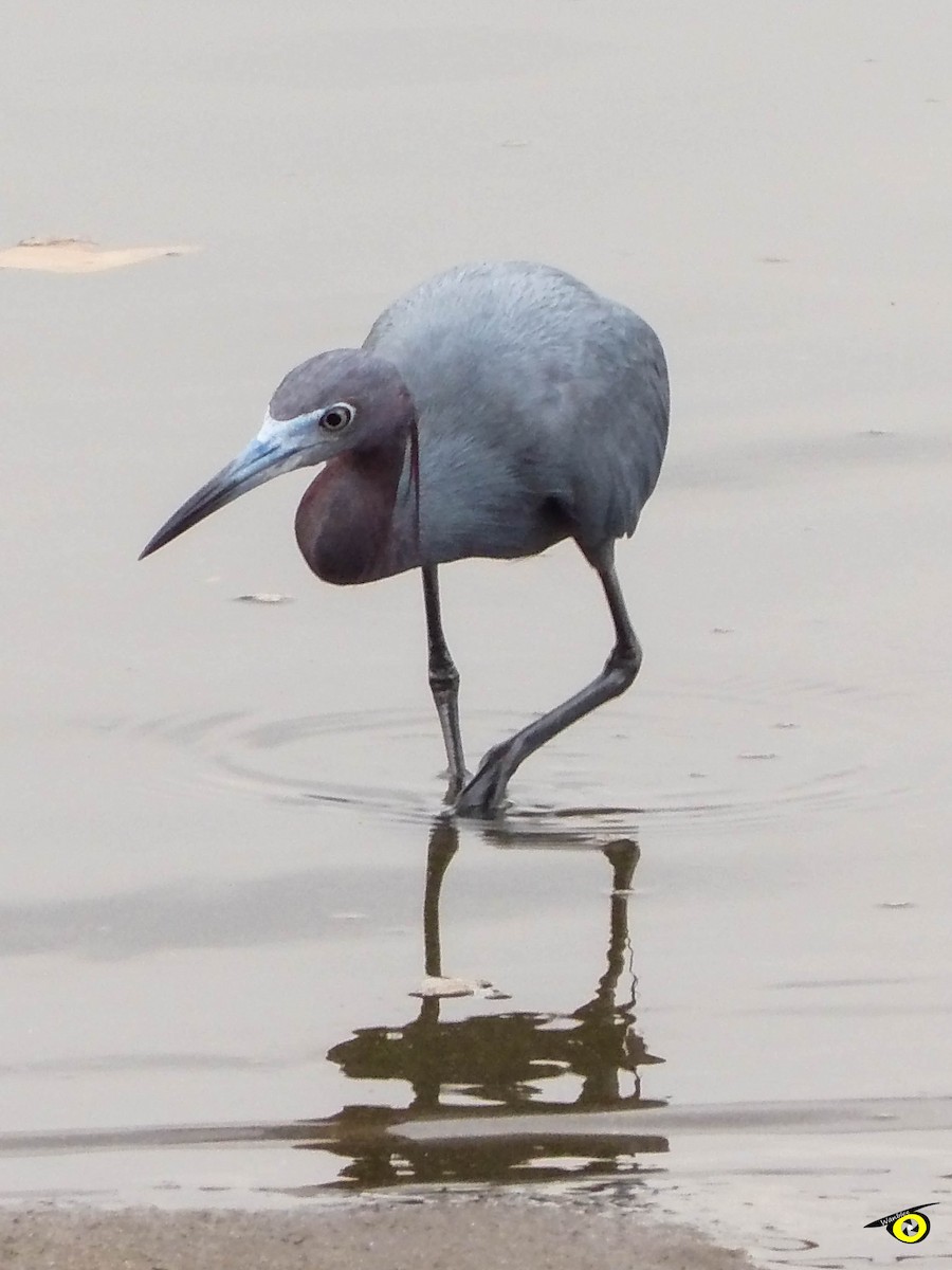 Little Blue Heron - ML595646161