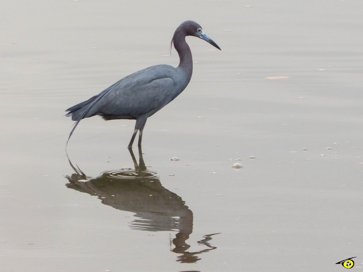 Little Blue Heron - ML595646171