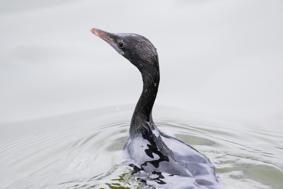 Little Cormorant - Xiaoni Xu