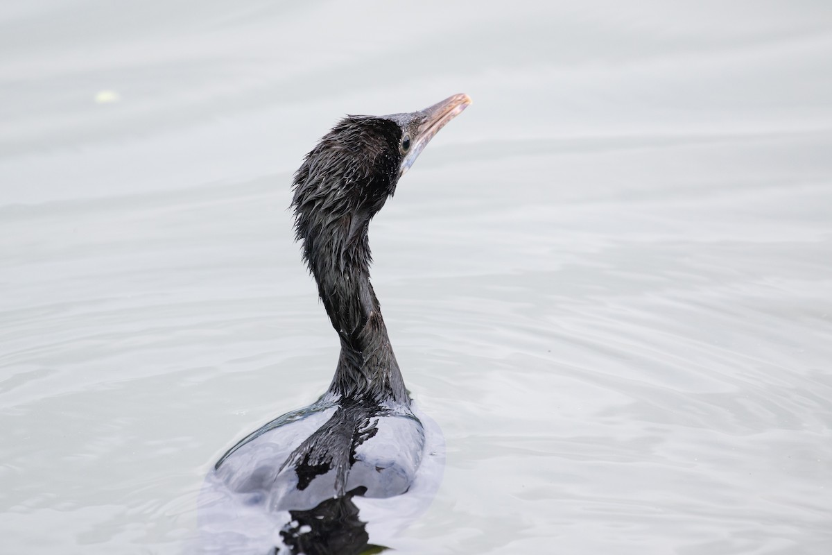 Little Cormorant - ML595647221