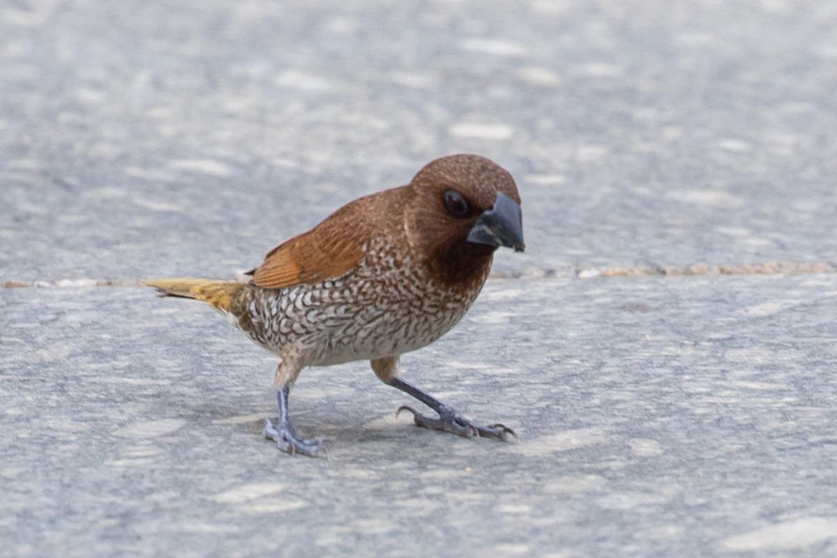 Scaly-breasted Munia - ML595647261