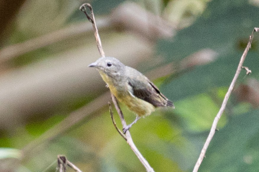 Fire-breasted Flowerpecker - ML595648251