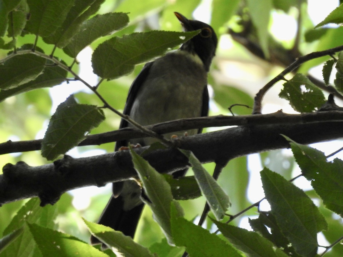 White-throated Thrush - ML595648481