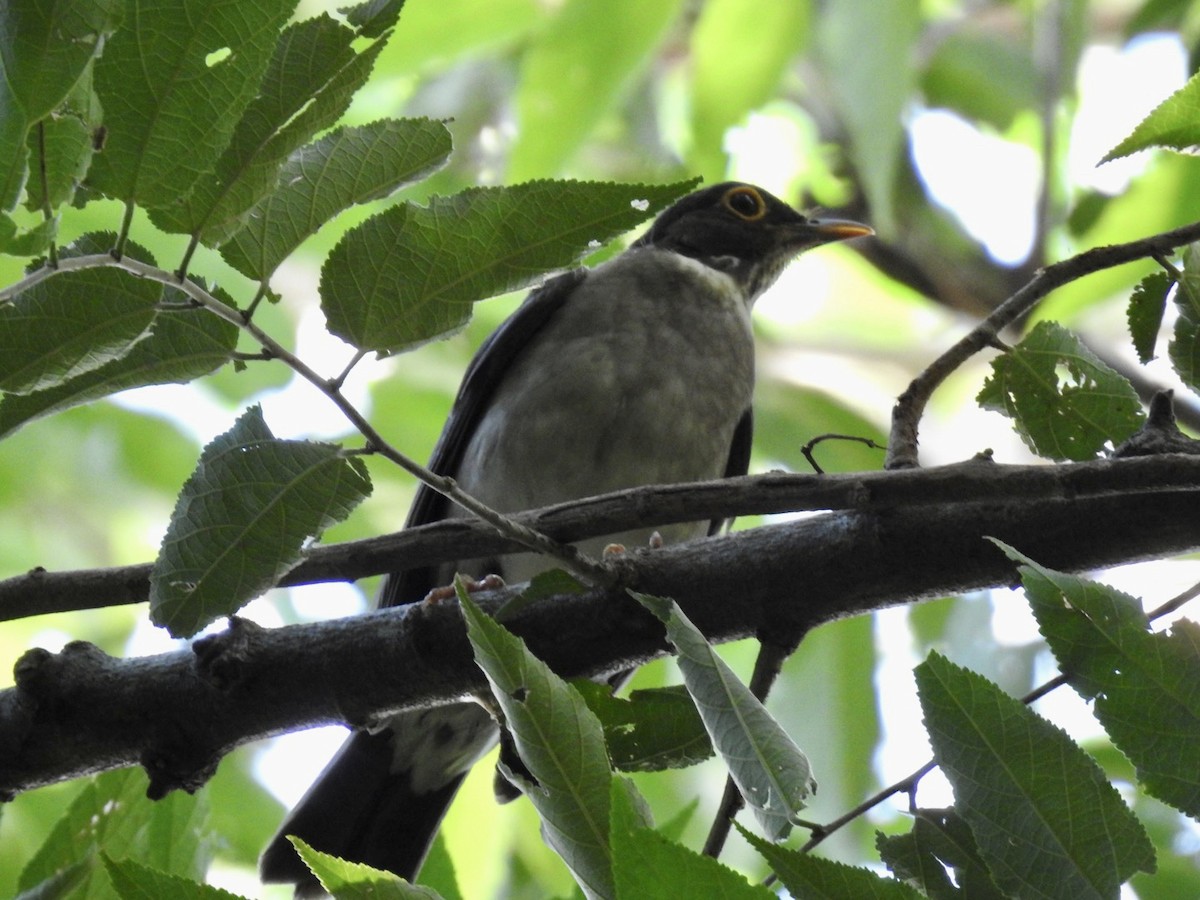 White-throated Thrush - ML595648491