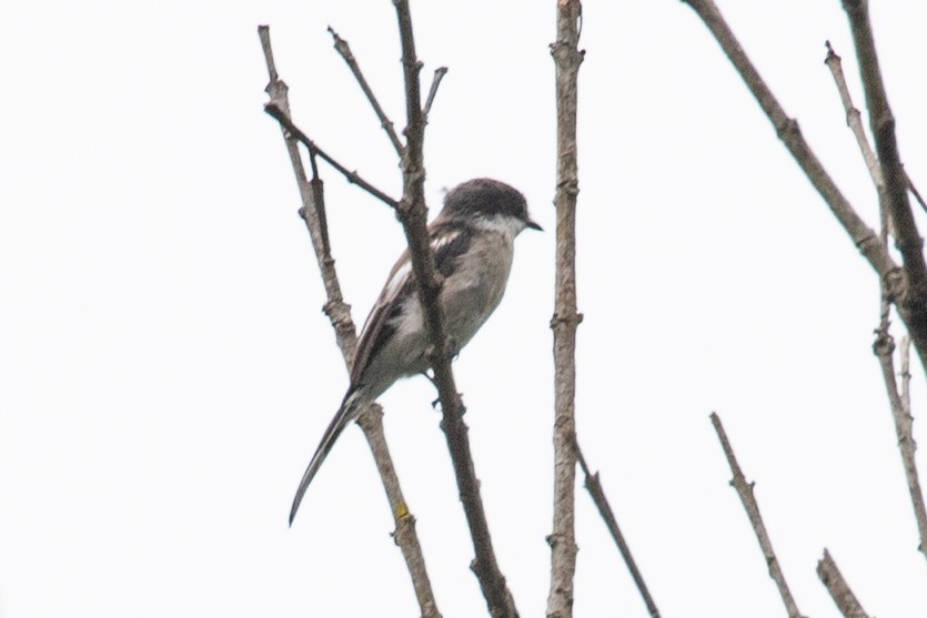 Bar-winged Flycatcher-shrike - ML595648821