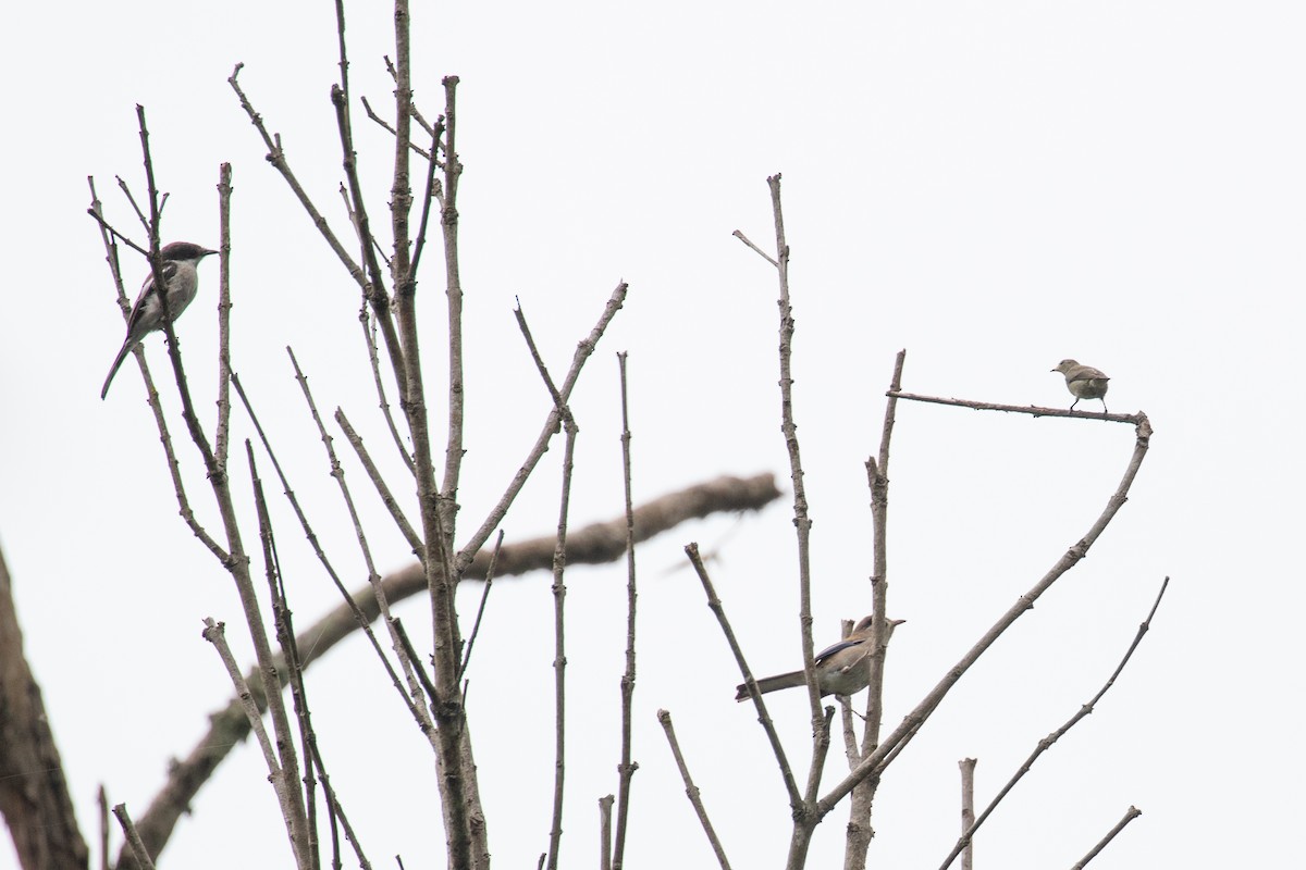 Bar-winged Flycatcher-shrike - ML595648831