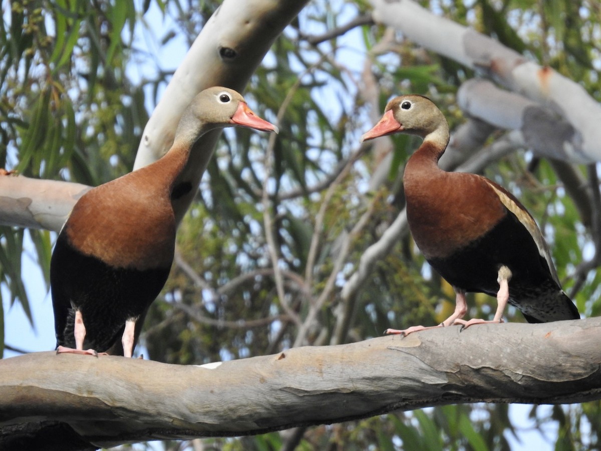 Black-bellied Whistling-Duck - ML595648971