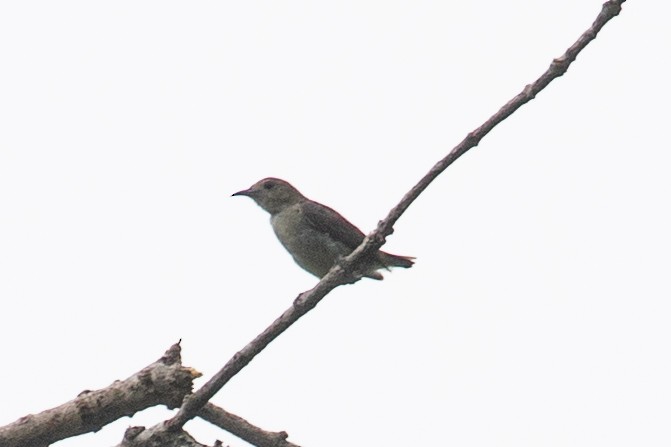 Plain Flowerpecker - ML595649061