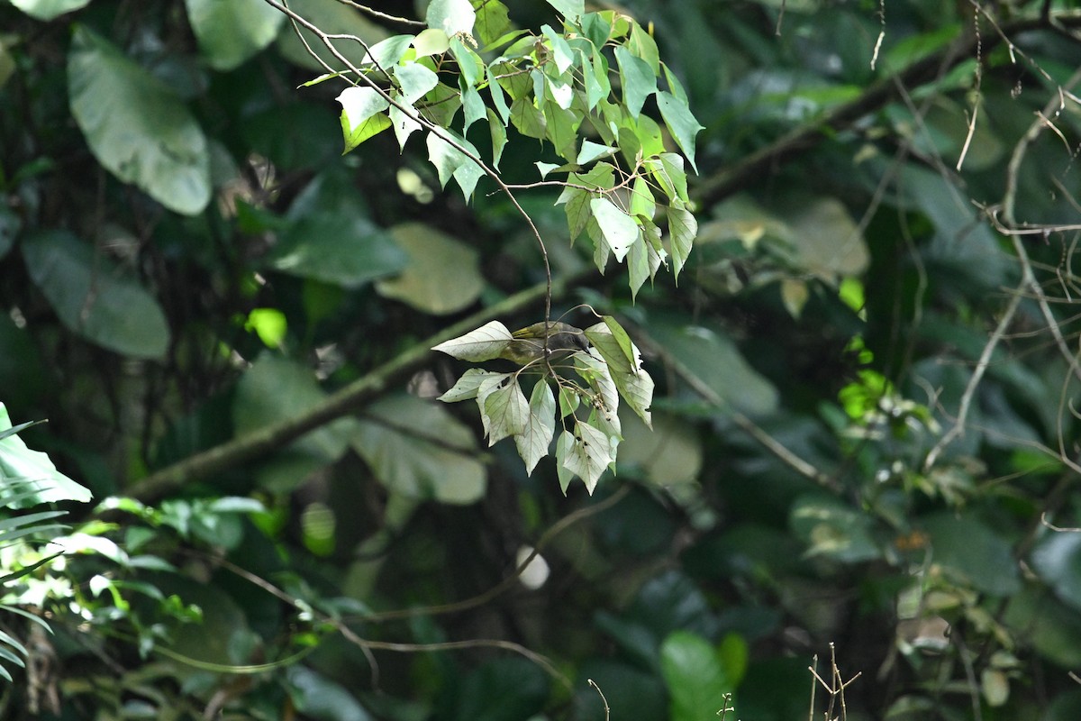 Olive-winged Bulbul - ML595649221