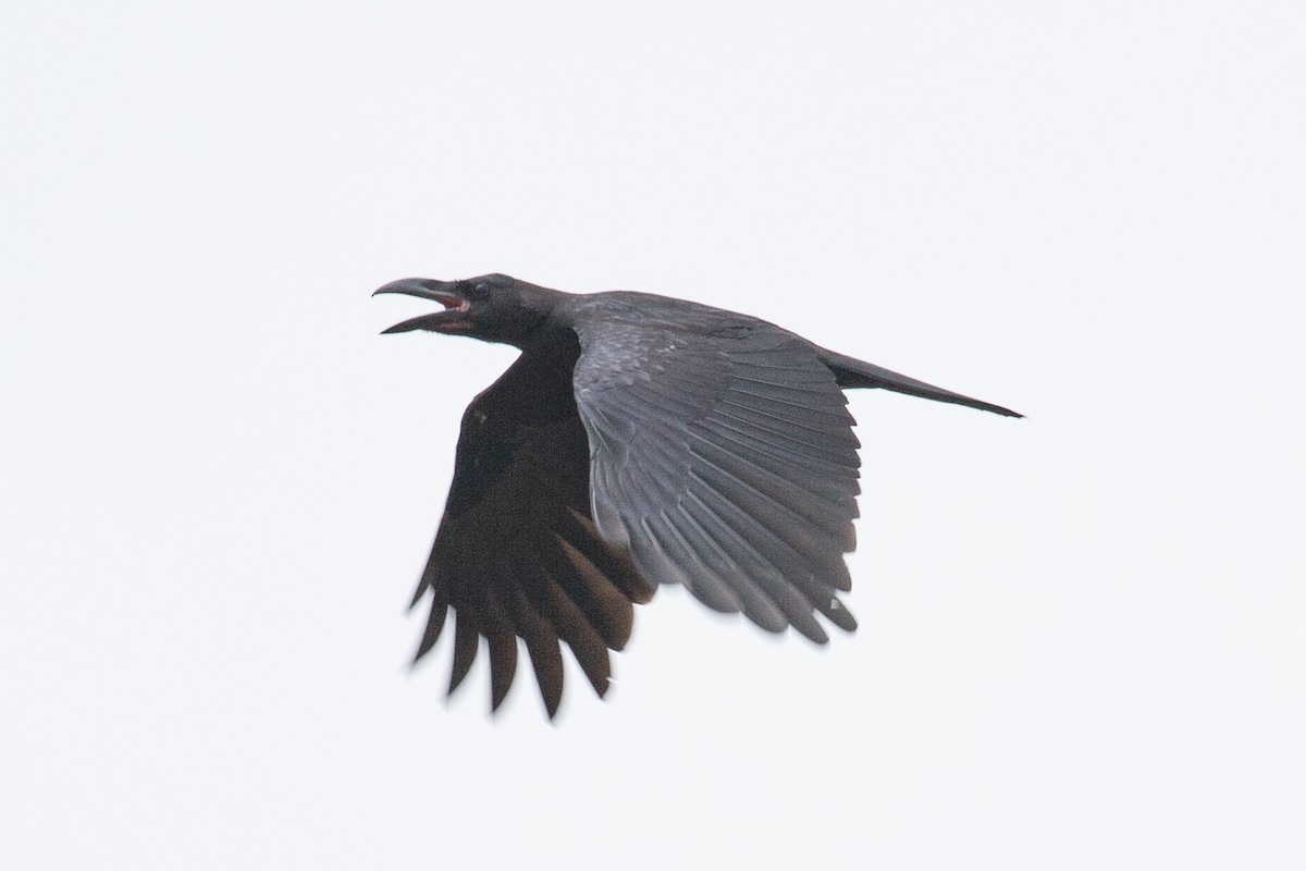 Large-billed Crow - ML595649331