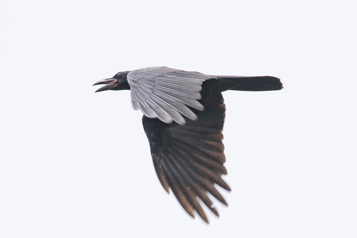 Large-billed Crow - ML595649351