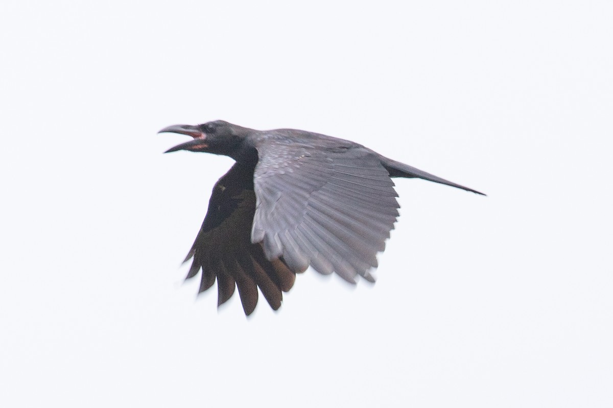 Large-billed Crow - ML595649361