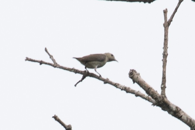 Plain Flowerpecker - ML595649511