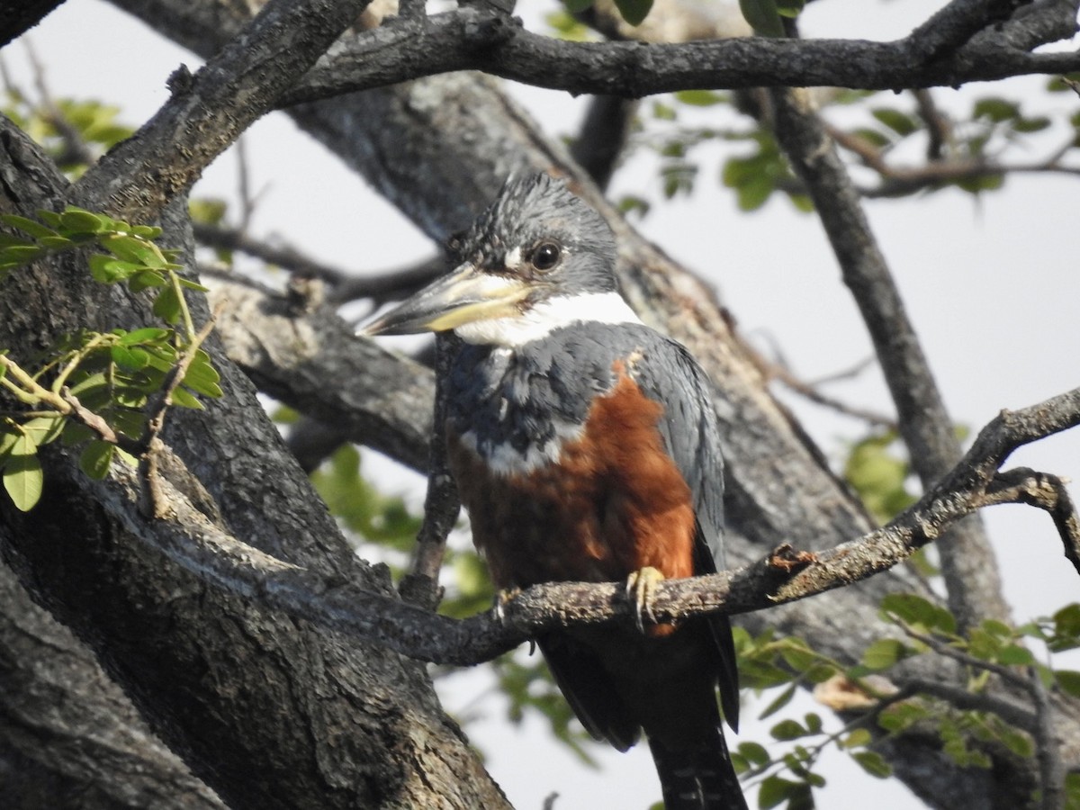 Ringed Kingfisher - ML595649751