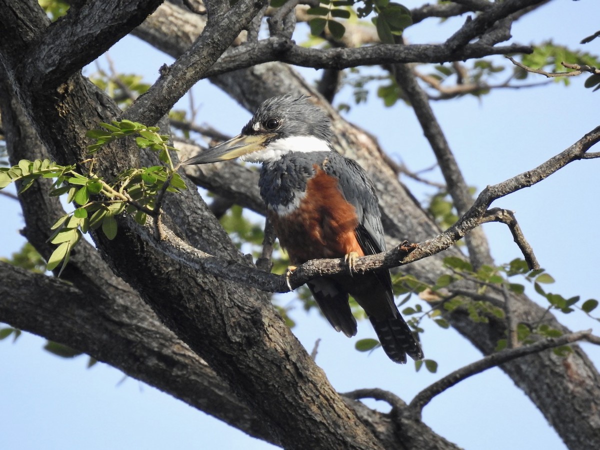 Ringed Kingfisher - ML595649761