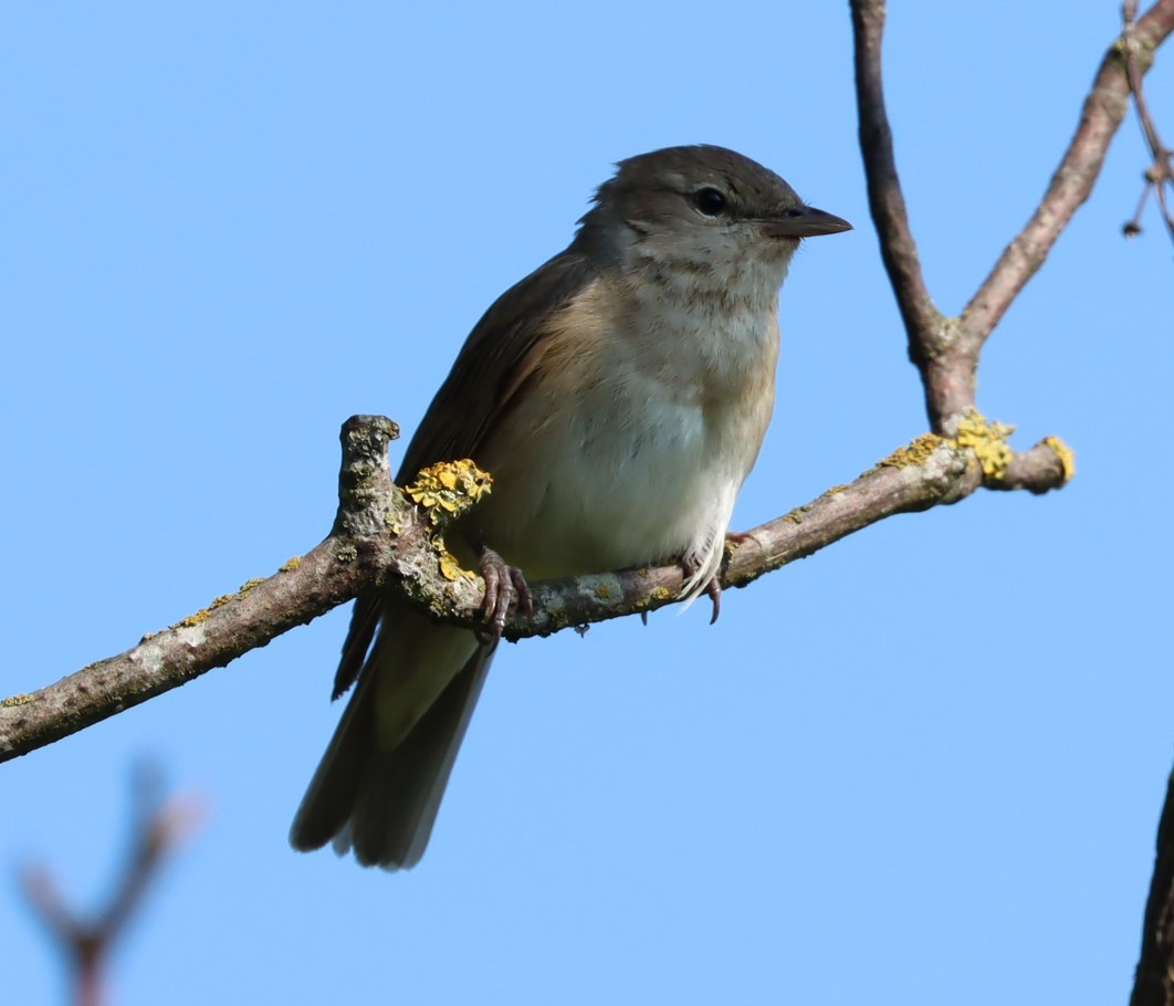 Curruca Mosquitera - ML595650061