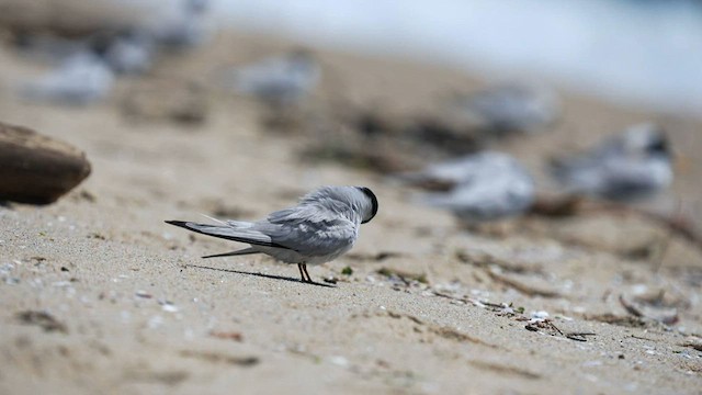 Least Tern - ML595650691